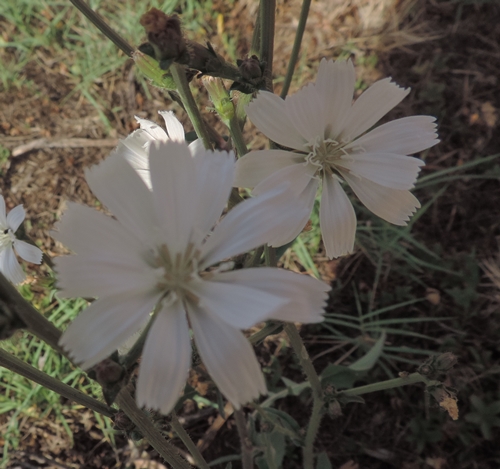 Cicoria bianca - Cichorium intybus